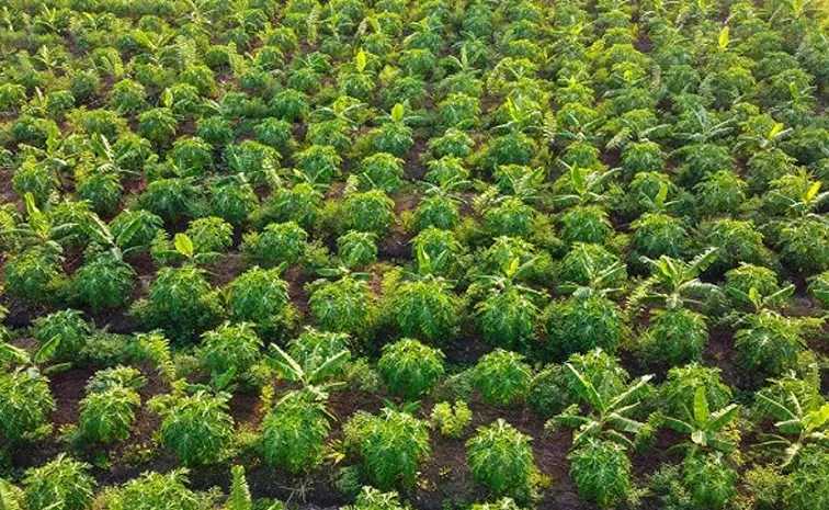Sagubadi Palekar Five layer farming Training and net income of Rs. 3 lakhs annually