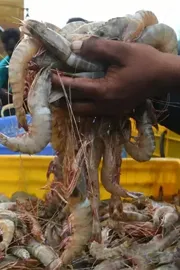 Why the Indian Shrimp Sector Must Invest in Ecuador6