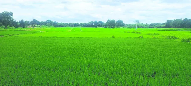 అంచనాలకు మించి సాగు