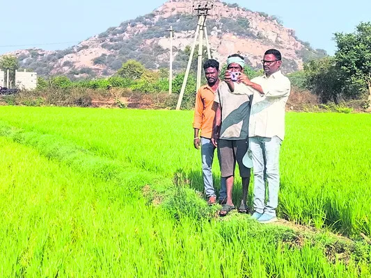 ఏ పంట