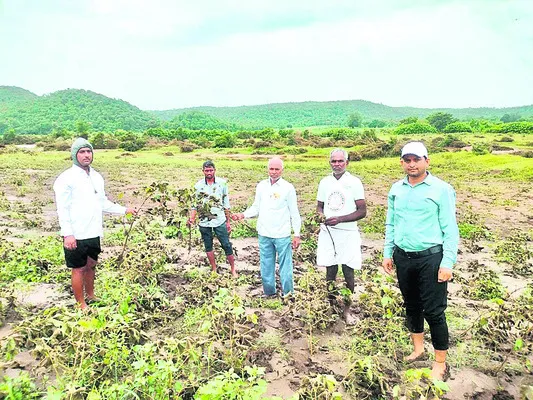 915 ఎకరాల్లో పంటనష్టం