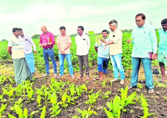 పంట పొలాలను సందర్శించిన శాస్త్రవేత్తలు