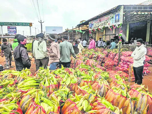 మార్కెట్కు ‘మొక్కజొన్న’