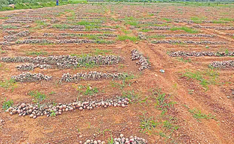 Onion Farmers Protest At Kurnool Market