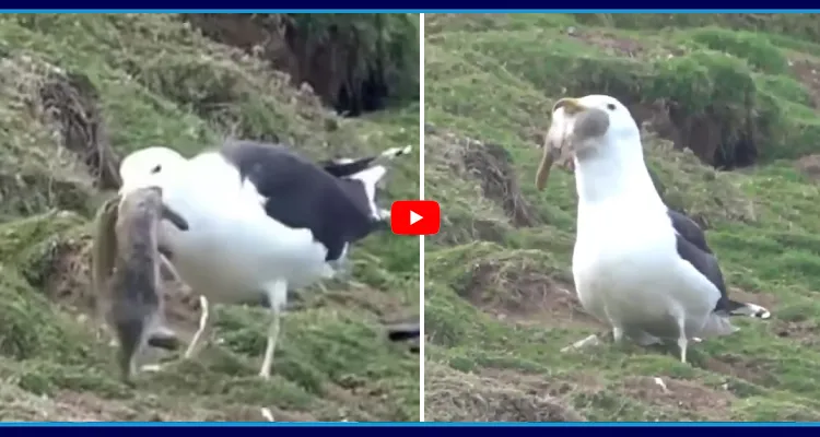 Viral Video: దీని సిగతరగ.. కుందేలును గుటుక్కున మింగేసింది!
