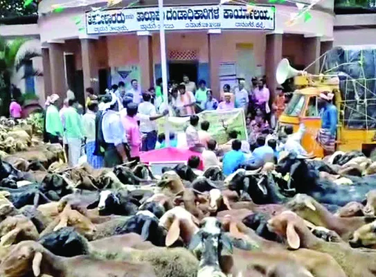 తహసీల్దారు ఆఫీసును గొర్రెలతో ముట్టడి 