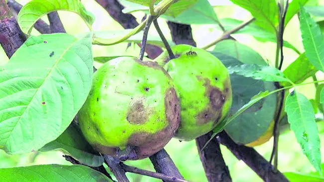 ఉద్యా