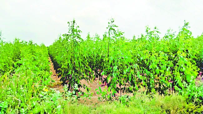 జామ్..జామ్ జామాయిల్!