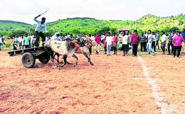 హోరాహోరీగా ఎడ్లబండి పోటీలు 