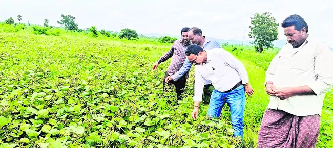 తగిన జాగ్రత్తలతోనే పంటల రక్షణ