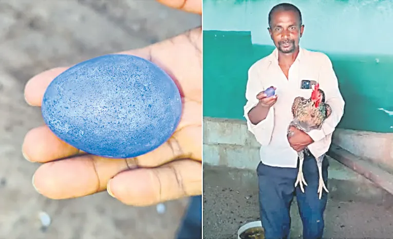 blue colored egg