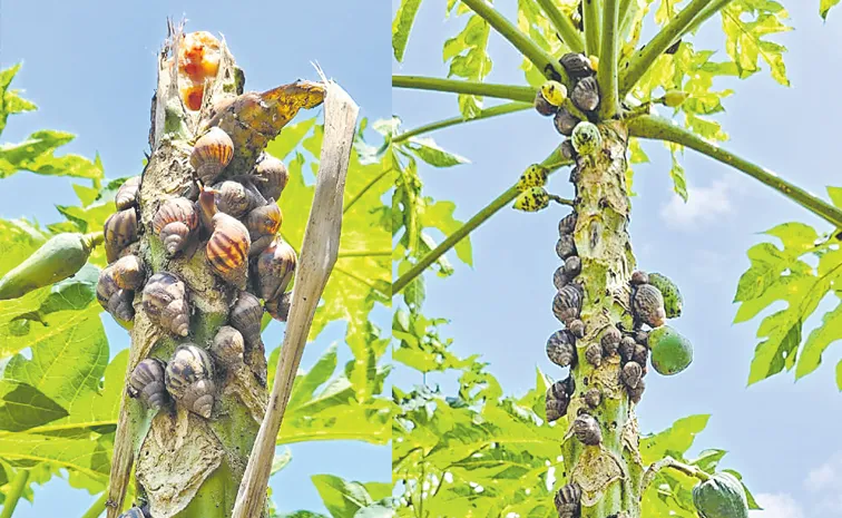 Snails attack horticultural crops