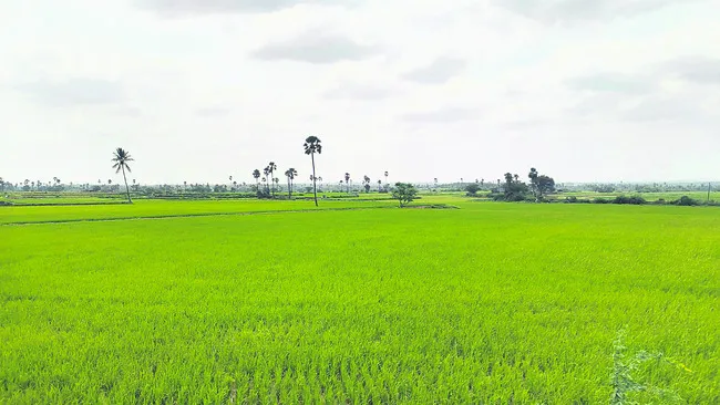 51 % సాగు