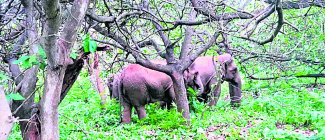 పెట్టుబడి సాయాన్ని   సద్వినియోగం చేసుకోవాలి 