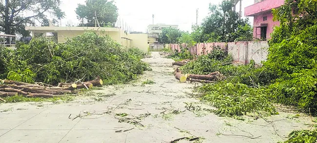నాటారు.. నరికారు.. 