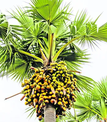 తాటిచ