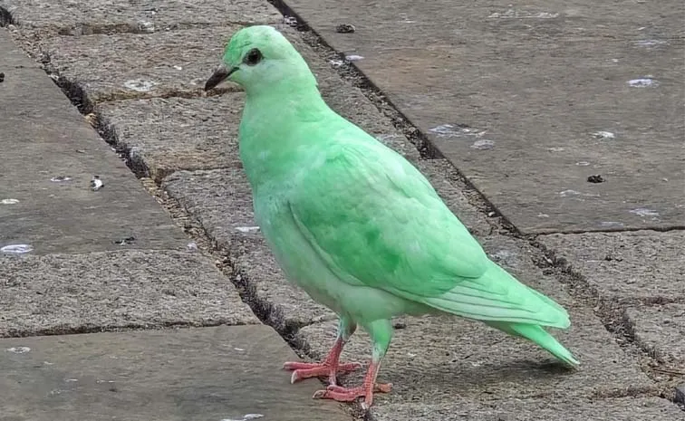 A green pigeon viral sensation in Northampton England,