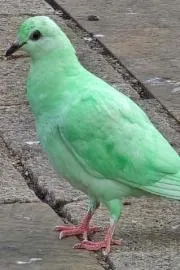 A green pigeon viral sensation in Northampton England, 8