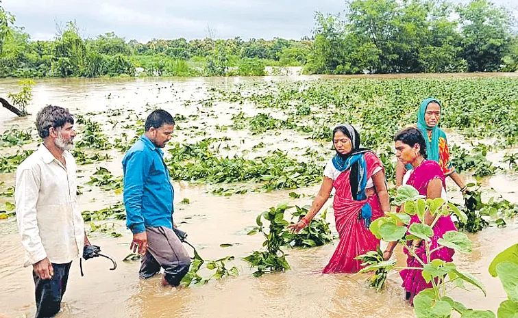 Rains damage crops in 2. 50 lakh acres across Telangana