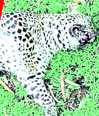 అనుమా