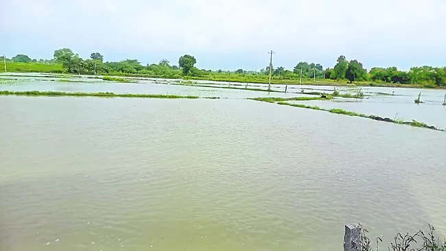 16 వేల ఎకరాల్లో పంటలకు నష్టం