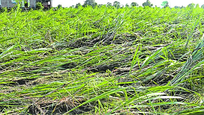 జిల్లాలో అపార నష్టం కలిగించిన వర్షాలు