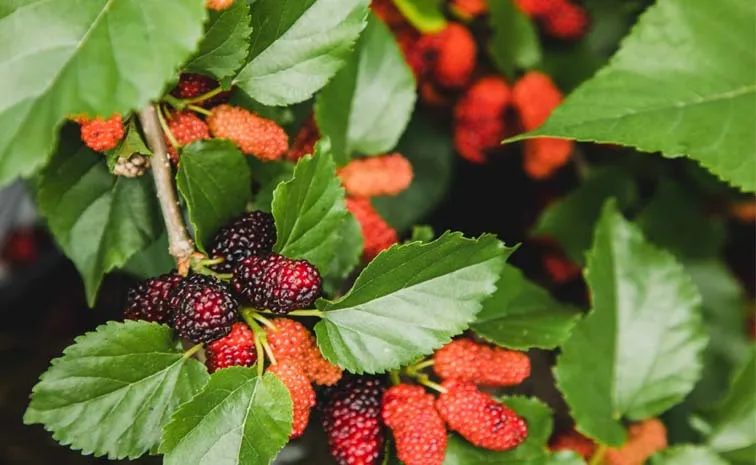 Health Tips: Health benefits of Mulberries
