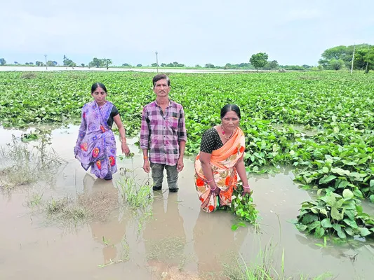 పంటలన