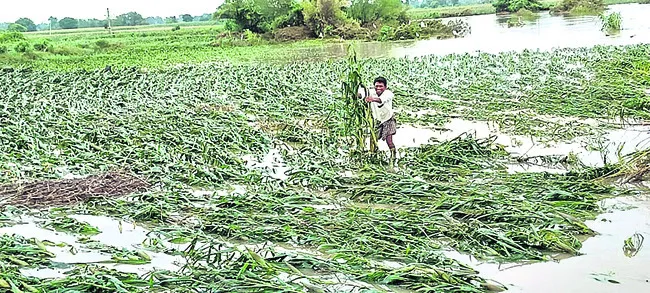 పంట నష్టం 13 వేల ఎకరాలు 