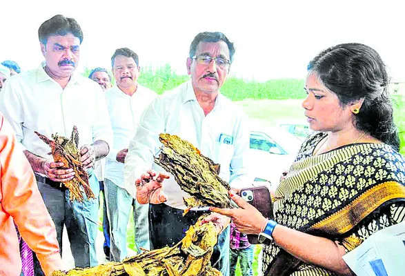 పొగాకు రైతులకు అండగా ఉంటాం