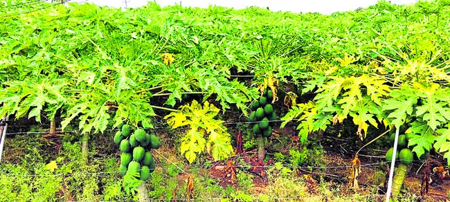 వ్యాప