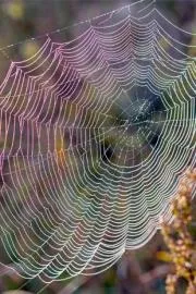 Worlds First CRISPR Edited Spider Produces Glowing Fluoro Red Slick8