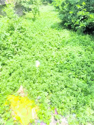 నీరంద