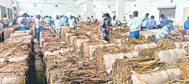 నిలకడగా పొగాకు ధర