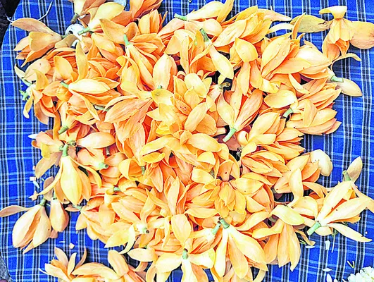 చందన 