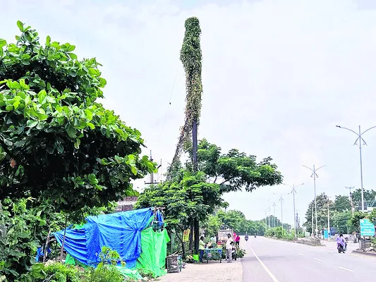 ● చెట్టు కాదు.. పైపే ! 