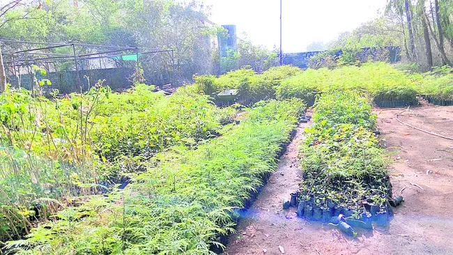 పచ్చదనం పెంపే లక్ష్యం