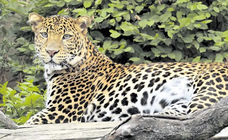 Leopards come to villages looking for a place to stay