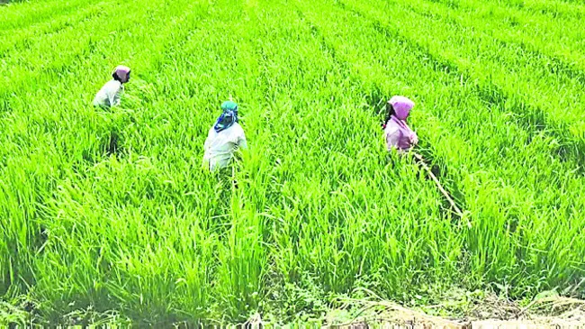 దళారీ బెడద లేదిక!