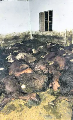 విషపూరితమైన మొక్కలు తిని 150 గొర్రెలు మృతి
