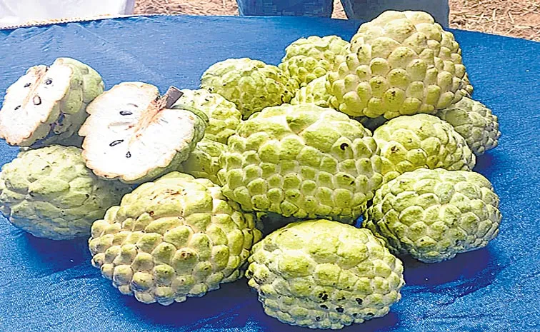 జూన్‌లోనే కోతకొచ్చే సీతాఫలం ‘అర్క సహన్‌’!