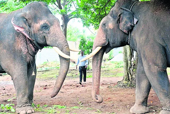 కులాస