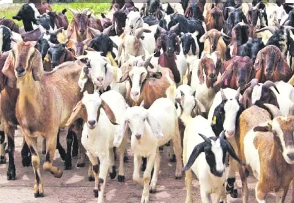 పిల్ల