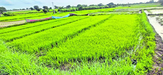కూలీల కొరత.. రైతులకు వెత 