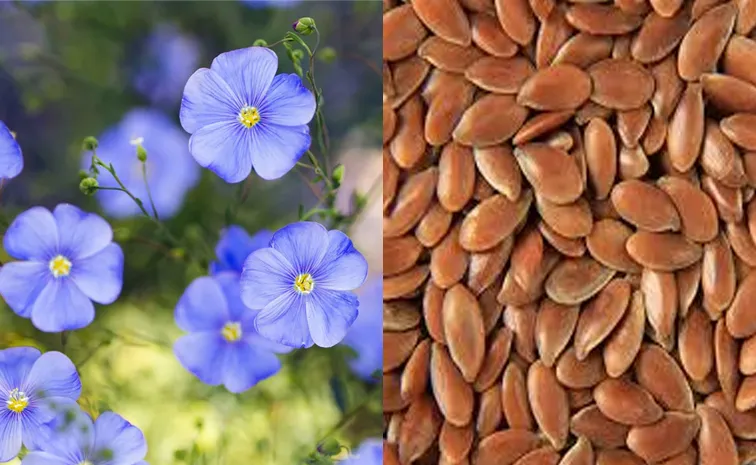 sagubadi Flaxseeds cultivation and its Health Benefits