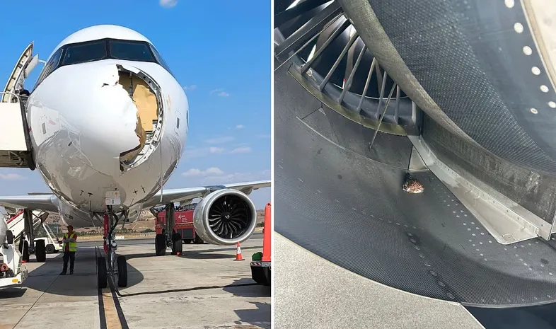 Iberia Airbus A321XLR hit a bird