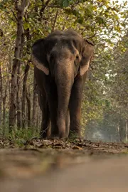 Vantara offers to build rehab centre for elephant Madhuri in Kolhapur backs return petition in court5