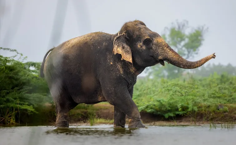 Vantara offers to build rehab centre for elephant Madhuri in Kolhapur backs return petition in court