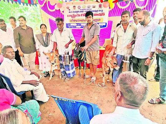 పెయ్య దూడల ప్రదర్శన