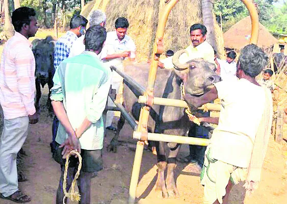 పశువు